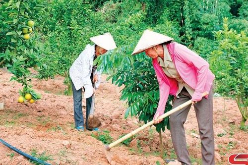 Phụ nữ Vân Hồ chung tay xây dựng nông thôn mới