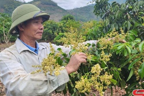 Sông Mã nhiều mô hình nông nghiệp hiệu quả