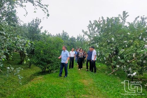 Đánh giá mô hình 'Cải tạo vườn ổi theo tiêu chuẩn VietGAP'
