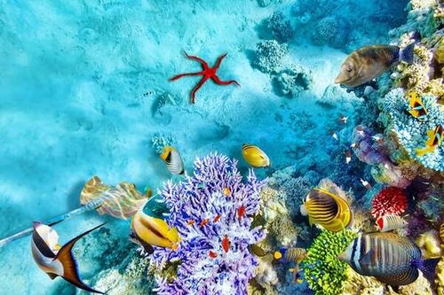 Đáng suy ngẫm: 25% cá nước ngọt trên thế giới có nguy cơ tuyệt chủng