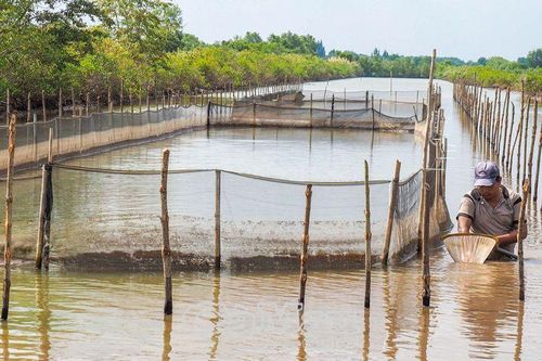 Gỡ khó cho mô hình nuôi sò