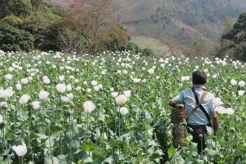 Myanmar là nơi sản xuất thuốc phiện lớn nhất Thế giới
