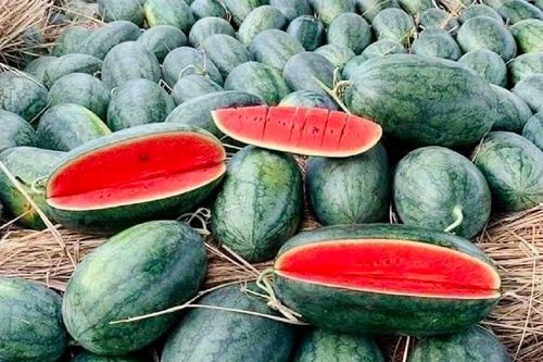 Dưa hấu Việt Nam được xuất chính ngạch sang Trung Quốc