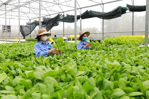 Đẩy mạnh kết nối tiêu thụ nông sản dịp Tết