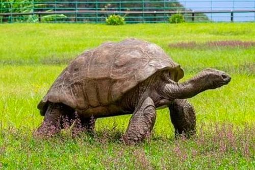 Cụ rùa sống lâu nhất thế giới