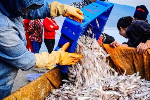 Ngư dân làng biển Hà Tĩnh trúng mùa cá cơm