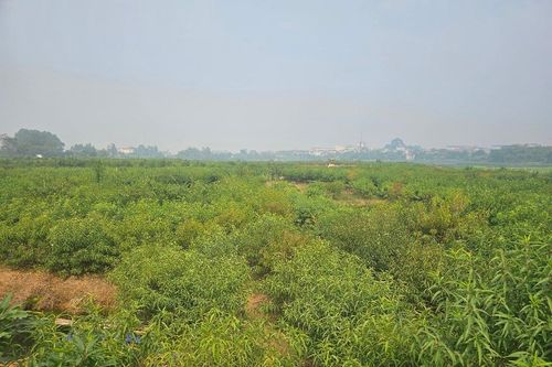 Dự án khu đô thị 'treo' 20 năm tại Phúc Yên