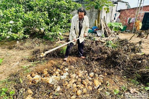 Hàng nghìn tấn củ đậu nguy cơ đổ bỏ vì ế ẩm