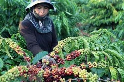 Phục hồi cây cà phê ở Nghệ An