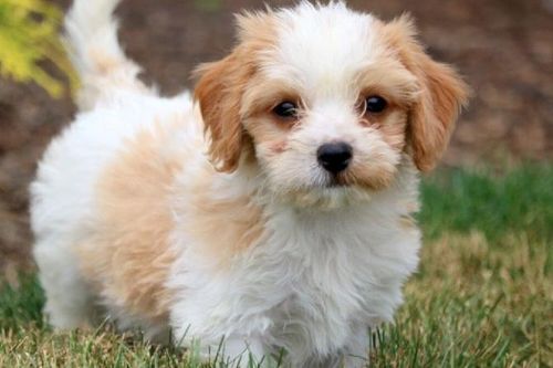 Lụi tim những giống chó đẹp nhất hành tinh, nhà giàu Việt thi nhau lùng