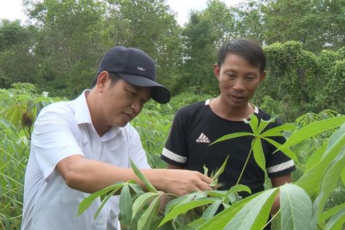 Những triệu phú ở vùng biên từ cây sắn