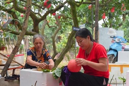 Độc đáo bưởi đỏ ở Hà Nội, còn 2 tháng đến Tết đã cháy hàng