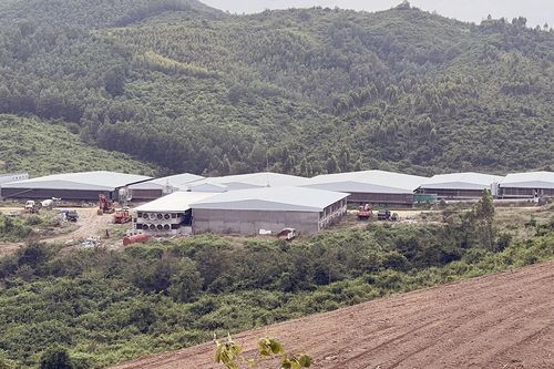 Trang trại lợn xây trái phép trên đất rừng sản xuất chưa có giấy phép môi trường
