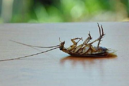 Người đàn ông làm nổ tung nhà chỉ vì giết một con gián