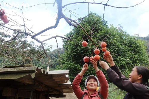 The red persimmon season in the Hmong village of Nghe An