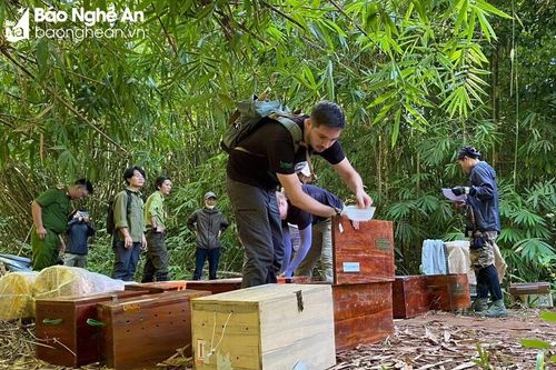 Tái thả 17 con tê tê quý hiếm và khỉ đuôi dài về lại tự nhiên