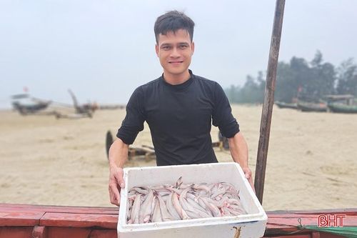 Cá cháo Nghi Xuân tươi ngon, được giá