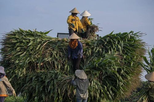 Dự án sữa TH true MILK được tôn vinh với Giải thưởng 'Hành động vì Cộng đồng'