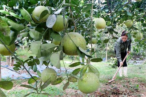 Bưởi đặc sản Đoan Hùng tìm hướng 'đi Tây'