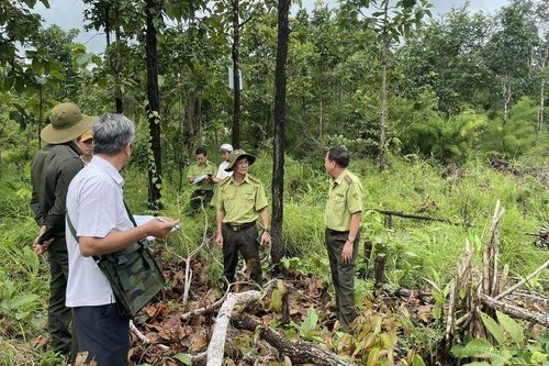 Phía sau những cánh rừng: Giữ rừng 'vàng' cho mai sau (Bài Cuối)