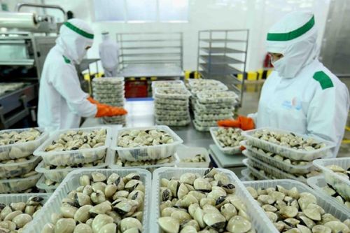 Tăng giá trị cho ngao thương phẩm: Nâng tầm, vươn xa
