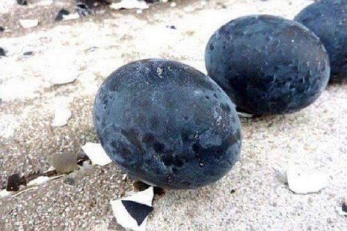 Loại trứng gà 'siêu lạ' đen như cục than, giá tới 1 triệu đồng/quả
