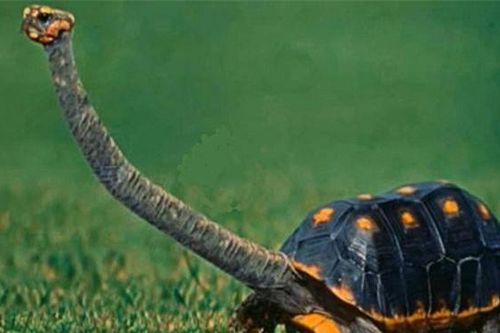Con rùa có chiếc cổ dài nhất không thể rụt đầu vào mai trong trường hợp nguy hiểm nên phải sống thành đàn