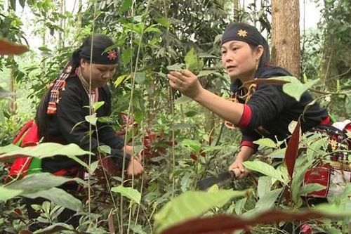 Mỗi năm, ngành Y dùng 100.000 tấn dược liệu, giá trị trên 400 triệu USD
