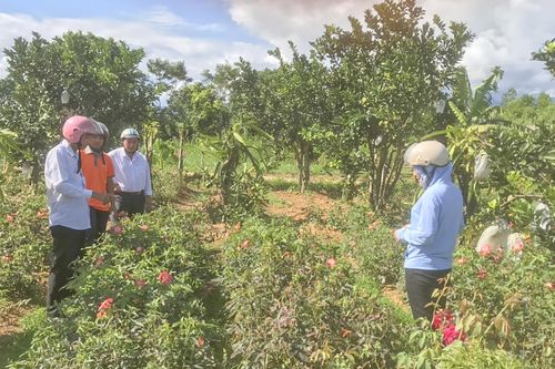 Đầu tư phát triển vùng dược liệu quý ở A Lưới và xúc tiến thương mại điện tử