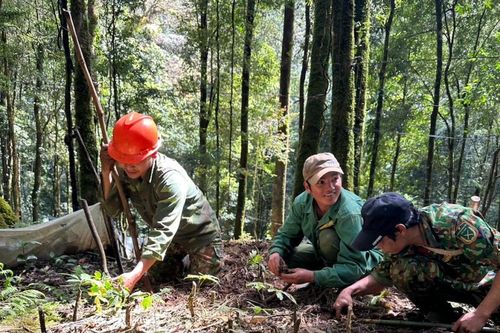 Kon Tum: Phát triển kinh tế dược liệu, cầu nối mang đến no ấm