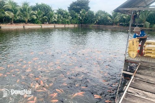 Nuôi thủy sản qua thời lợi nhuận khủng