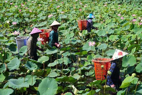 Chuyển đổi cơ cấu cây trồng giúp nâng cao thu nhập