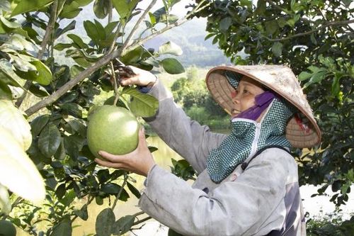 Chương trình mục tiêu quốc gia phát triển kinh tế - xã hội vùng đồng bào dân tộc thiểu số và miền núi tỉnh Khánh Hòa năm 2023 Vốn tín dụng trợ lực cho vùng cao