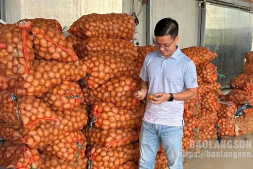 Đảm bảo nguồn giống khoai tây vụ đông