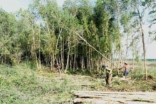Bảo đảm vùng nguyên liệu gỗ ổn định