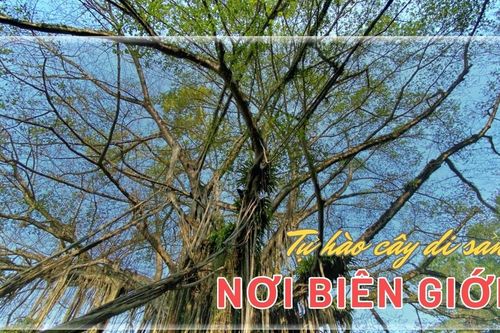 Tự hào cây di sản nơi biên giới