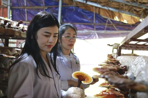 Nhân giống thành công 2 giống nấm dược liệu mới tại Lào Cai