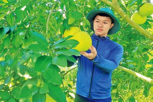 Sản xuất cây có múi đạt chất lượng và an toàn thực phẩm