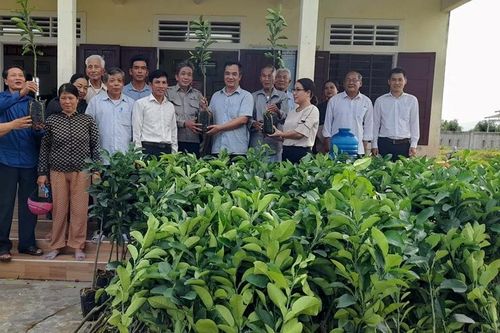 Trao cây giống bưởi da xanh cho nông dân Quảng Điền