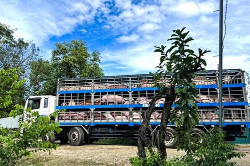 Lâm Đồng: Di dời hơn 8.300 con lợn ra khỏi trang trại do ô nhiễm môi trường