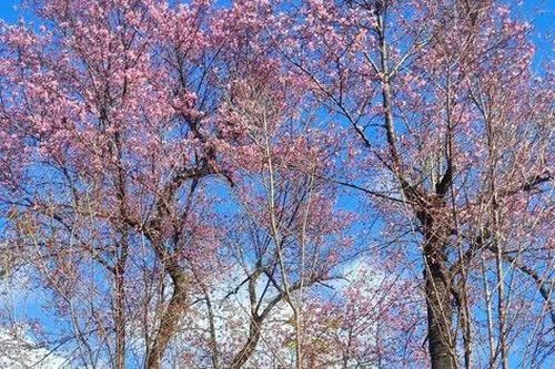 Sơn La: Say đắm với sắc hoa Tớ Dày bung nở lộng lẫy trên núi đồi Nậm Nghiệp