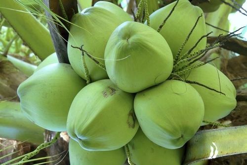 Trung Quốc xem xét mở cửa cho nhiều mặt hàng nông sản Việt Nam