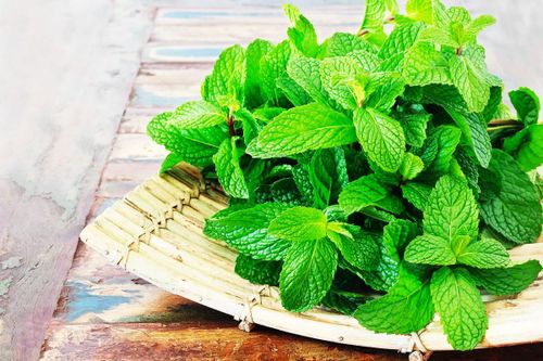Lợi ích quý giá từ lá bạc hà có thể bạn chưa biết