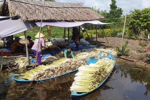 Cà Mau: Nông dân 'đổi đời' nhờ trồng cây bồn bồn