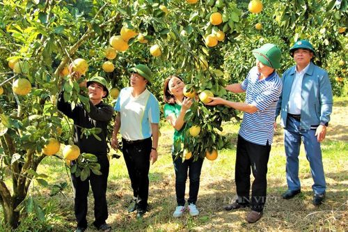 Trồng cam, trồng bưởi hữu cơ, một nông dân Nghệ An thu tiền tỷ