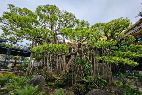 Cận cảnh tuyệt phẩm bonsai 'con rồng Châu Á' tiền tỷ có 1-0-2