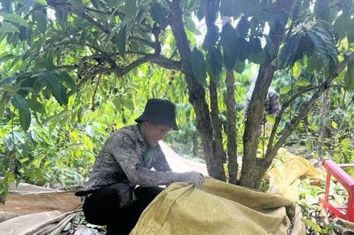 Chợ lao động giữa đại ngàn