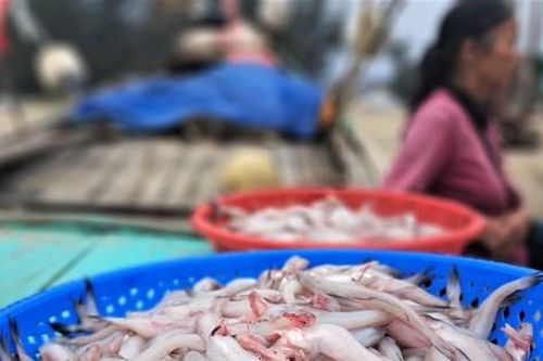 Ngư dân Hà Tĩnh trúng 'lộc biển' những ngày cuối năm
