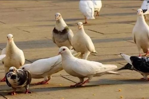 Tại sao người xưa nói giết chim bồ câu thì không cắt tiết như gà, vịt mà chỉ dìm trong nước?