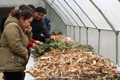 Hà Giang: Một HTX ở Quản Bạ bán trực tuyến dược liệu, thu về 500 triệu đồng/năm